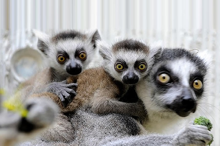 Lemurs is one of the strange species of Madagascar